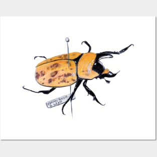 Pinned Hercules Beetle Posters and Art